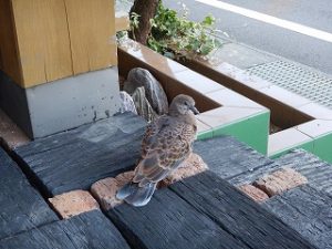 鳩の子育て