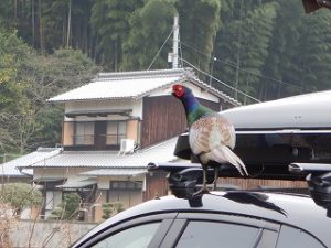 キジが車のボディの上に！？