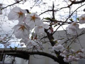 桜の花