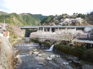 桜の開花