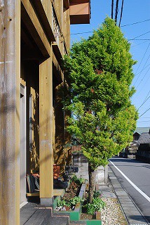 今年も鳩の巣作り