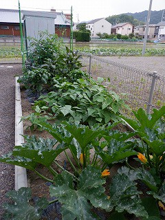 娘の家庭菜園