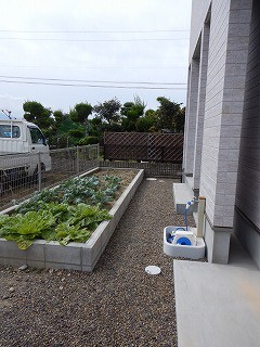 家庭菜園からの収穫