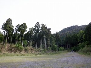 山はイイですよ～～クローバー 目で森の緑を眺めていると 身体が徐々にリラックスしてくることを 感じとれますし・・・クローバー 