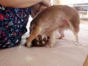 チワワの「 ここあ 」