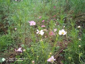 お彼岸お墓参り