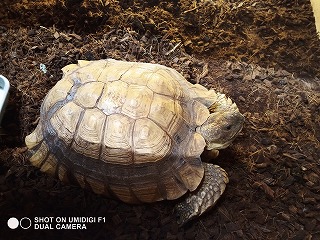 『 リクカメ 』を友達が飼っています！