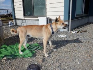 犬小屋の造り