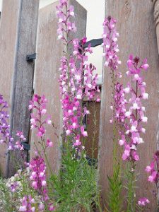 春の草花