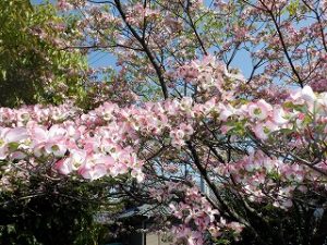 ハナミズキ（花水木）