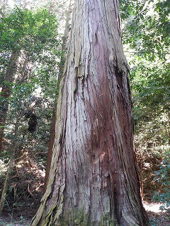 現場前の神社さん