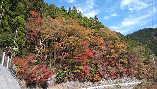 水辺に映る紅葉