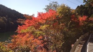 紅葉狩り