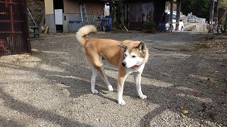 光昌寺さんの愛犬