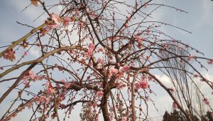 梅・桜の開花