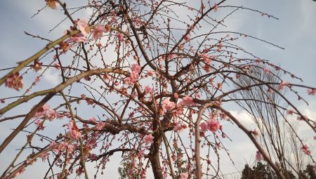 春の開花