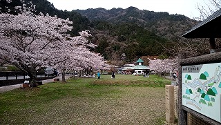 ソロぼっち・・・お花見がてら