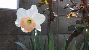 春の花々