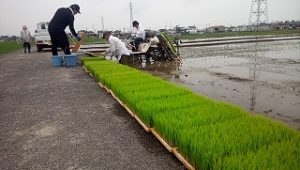 田植え