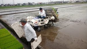 田植え