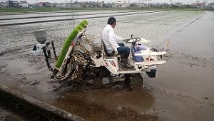 田植え