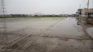 田植え