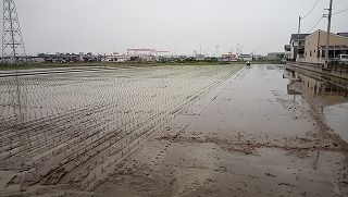 この時期は【 田植え 】