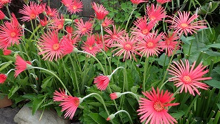 春の草花が咲いていた！