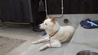 現場の ”ふくちゃん”