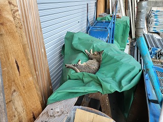 野良の子猫を保護しました！
