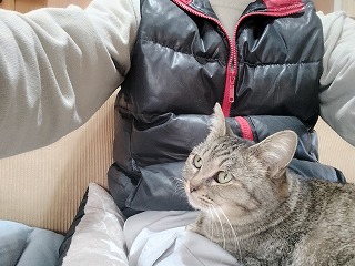 家族になった元野良ネコ